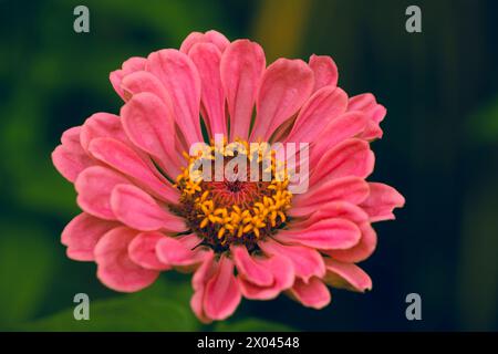Pink Zinnia elegans Blume im Garten, Nahaufnahme. Jugend und Alter, gewöhnliche Zinnia, elegante Zinnia. Blumenlandschaft. Stockfoto