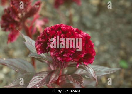 Rote Celosia cristata Blumen im Garten, Nahaufnahme. Wollblumen, Waben. Stockfoto