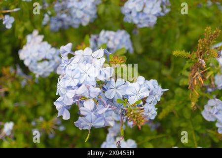 Blaue Plumbago auriculata blüht im Garten, Nahaufnahme. Das Kap-Bleikraut, das blaue plumbago, das Kap plumbago Stockfoto