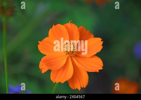 Orange Cosmos Schwefelblume im Garten, Nahaufnahme. Schwefelkosmos, gelber Kosmos. Blumenhintergrund. Blumenlandschaft. Stockfoto