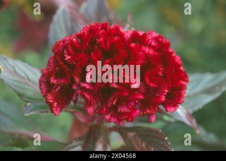 Rote Celosia cristata Blumen im Garten, Nahaufnahme. Wollblumen, Waben. Stockfoto