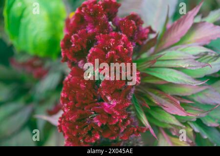 Rote Celosia cristata Blumen im Garten, Nahaufnahme. Wollblumen, Waben. Stockfoto