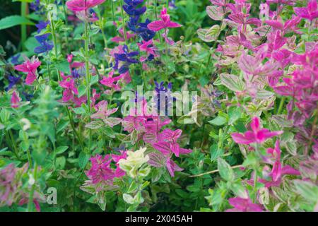 Mehrfarbige Salvieblüten. Blumenhintergrund. Pflanzen im Garten. Stockfoto