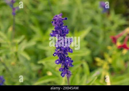 Blaue Salvia farinacea Blume auf einem Feld, Nahaufnahme. Der Mealycup Salbei, der mehlige Salbei. Stockfoto