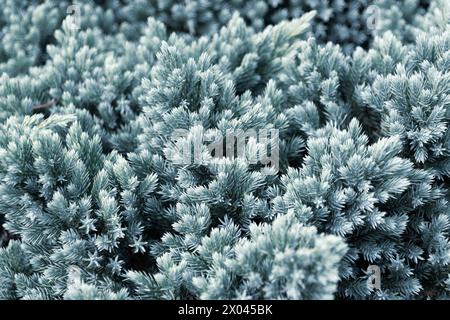 Juniperus squamata im Park, Nahaufnahme. Der flockige wacholder, Himalaya-wacholder. Nadelgrün Hintergrund. Stockfoto