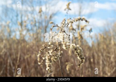 Getrocknete Blumen, Nahaufnahme. Solidago canadensis, bekannt als Kanadische Goldrute oder Kanadische Goldrute. Natur. Stockfoto