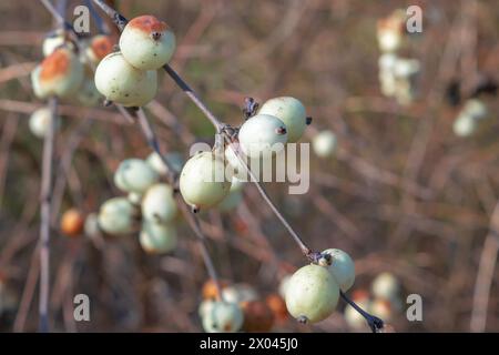 Symphoricarpos albus, gewöhnliche Schneebeere. Weiße Beeren auf einem Zweig. Dekorativer Sträucher. Stockfoto