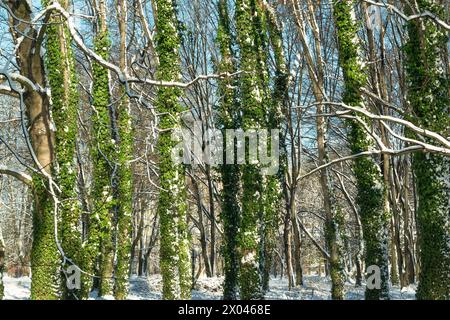 Schnee auf grünen Efeublättern. Baumstämme sind in einem Winterpark mit Efeu verschlungen. Winterhintergrund. Winterlandschaft. Wetter. Stockfoto