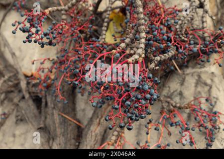 Blaubeeren von Parthenocissus trikuspidata. Boston Evy klettert die Mauer. Traubenifeu, japanischer Efeu, japanischer Kriecher und mit dem Namen woodbine. Stockfoto