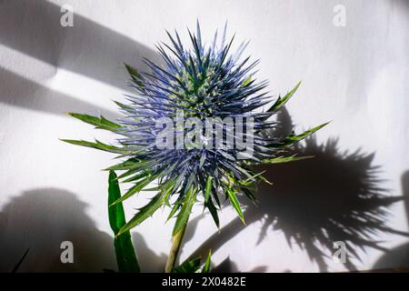 Detaillierte Darstellung des blauen Eryngo oder des Flachmeers stechpalme (lateinischer Name: Eryngium planum). Geeignet für Sträuße. Stockfoto