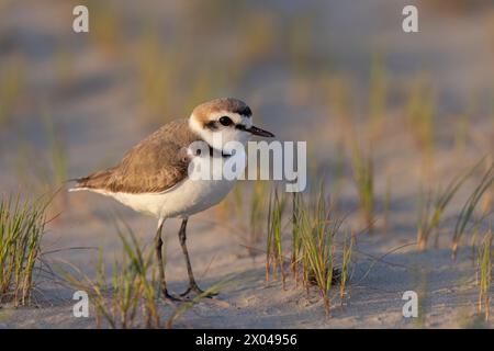 Watvögel oder Ufervögel, männlicher kentisch-Pflug am Strand in italien Stockfoto
