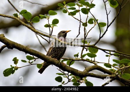 Sturnus vulgaris alias europäischer Starenvogel, der auf dem Ast sitzt. Stockfoto