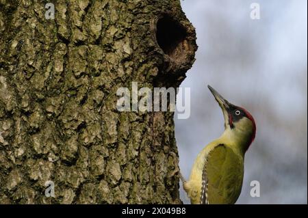 Der Vogel Picus viridis, auch bekannt als europäischer grüner Spechte, klettert auf den Baum. Stockfoto