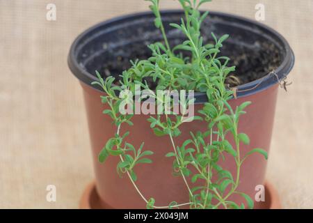 Detaillierte Ansicht der Lavendelpflanze, die im Topf wächst, mit winzigen Blättern und leuchtenden Grünsprossen Stockfoto