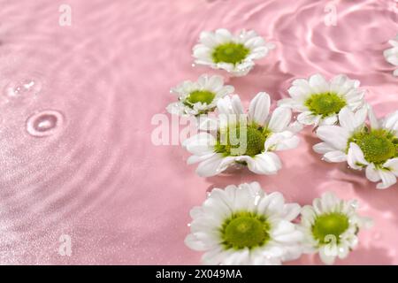 Schöne Chrysanthemenblumen im Wasser auf rosa Hintergrund Stockfoto