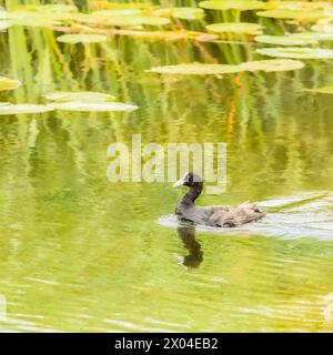 Huhn, Wasservögel, UK Coot Stockfoto