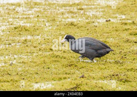 Huhn, Wasservögel, UK Coot Stockfoto