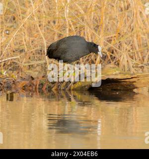 Huhn, Wasservögel, UK Coot Stockfoto