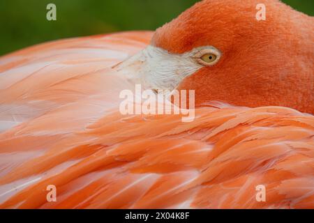 Nahaufnahme eines ruhenden karibischen Flamingos (Phoenicopterus ruber) im Birmingham Zoo in Birmingham, Alabama. (USA) Stockfoto