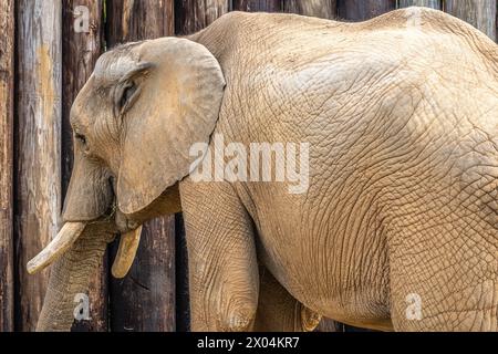 Afrikanischer Savannah-Elefant (Loxodonta Africana) im Birmingham Zoo in Birmingham, Alabama. (USA) Stockfoto