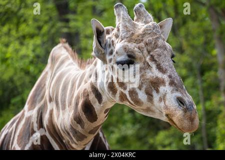 Netzgiraffe (Giraffa camelopardalis reticulata) im Birmingham Zoo in Birmingham, Alabama. (USA) Stockfoto