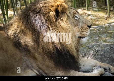 Erwachsener männlicher Löwe (Panthera leo) im Birmingham Zoo in Birmingham, Alabama. (USA) Stockfoto