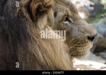 Erwachsener männlicher Löwe (Panthera leo) im Birmingham Zoo in Birmingham, Alabama. (USA) Stockfoto