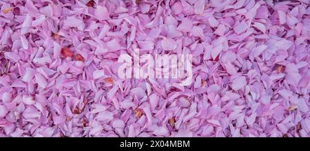 Hintergrundtextur mit gefallenen Blütenblättern des rosa Kirschblütenbaums. Stockfoto