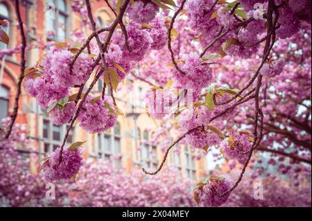 Rosa Kirschblüten blühen im Frühjahr. Stockfoto