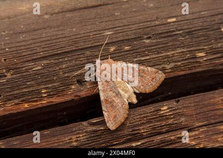 Orthosia incerta Familie Noctuidae Gattung Orthosia getrübte Falter wilde Natur Insektenfotografie, Bild, Tapete Stockfoto