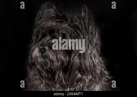 12 Jahre altes schwarzes Cairn Terrier Porträt Stockfoto