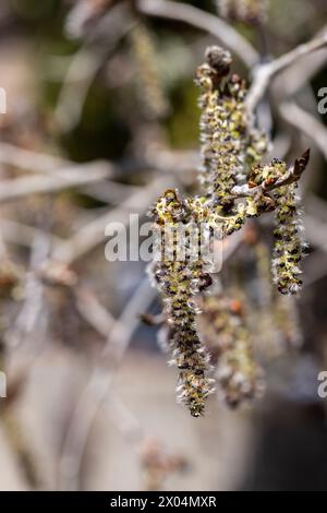 Blütenschoten blühen auf einem bebenden Aspenbaum in Prescott, Arizona Stockfoto