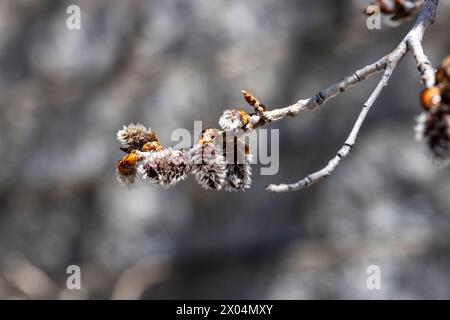 Blütenschoten blühen auf einem bebenden Aspenbaum in Prescott, Arizona Stockfoto