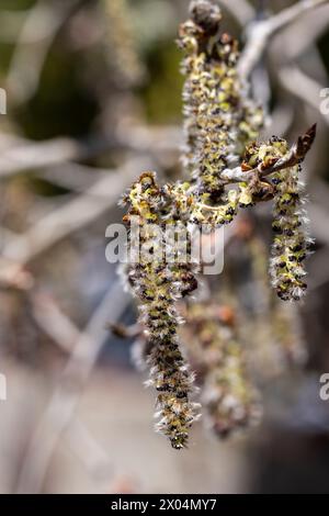 Blütenschoten blühen auf einem bebenden Aspenbaum in Prescott, Arizona Stockfoto