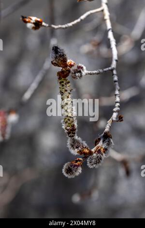 Blütenschoten blühen auf einem bebenden Aspenbaum in Prescott, Arizona Stockfoto