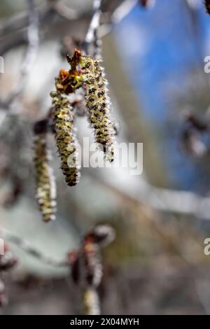 Blütenschoten blühen auf einem bebenden Aspenbaum in Prescott, Arizona Stockfoto