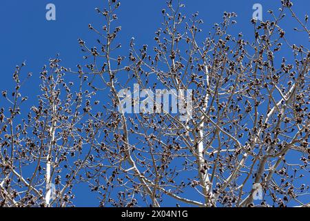 Blütenschoten blühen auf einem bebenden Aspenbaum in Prescott, Arizona Stockfoto