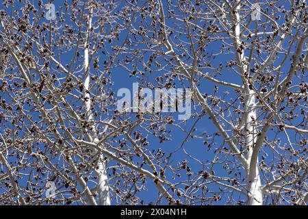 Blütenschoten blühen auf einem bebenden Aspenbaum in Prescott, Arizona Stockfoto