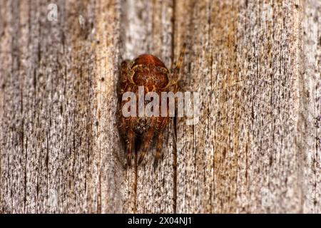 Larinioides patagiatus Familie Araneidae Gattung Larinioides Ornamental Orbweaver Spinnen wilde Natur Insektenfotografie, Bild, Tapete Stockfoto