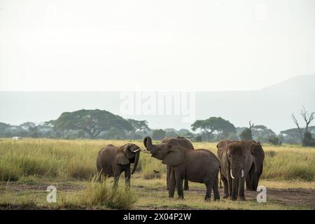 Die wunderbaren Elefanten von Masai Mara in Kenia Afrika Stockfoto