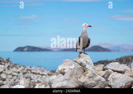 Eine Heermann-Möwe (Larus heermanni) in Baja California Sur, Mexiko. Stockfoto