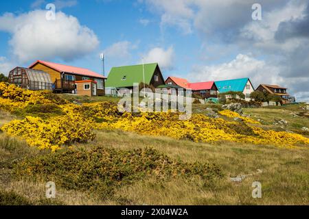 Häuser mit hellgelben Heidekrautbüschen im Vordergrund auf Stanley, Falklandinseln, Samstag, 02. Dezember 2023. Foto: David Rowland / One-Image.com Stockfoto