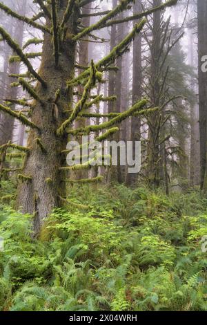 Beim Aufheben des Frühlingsnebels werden diese großen Sitka-Fichten mit dickem Moos an den Zweigen des kalifornischen Redwood National sichtbar Stockfoto