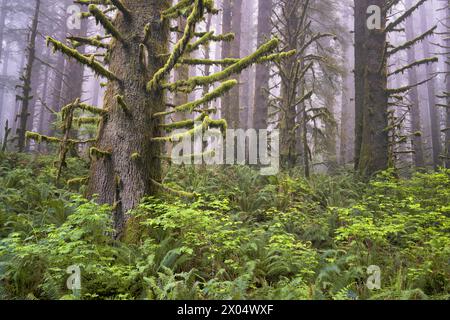 Beim Aufheben des Frühlingsnebels werden diese großen Sitka-Fichten mit dickem Moos an den Zweigen des kalifornischen Redwood National sichtbar Stockfoto