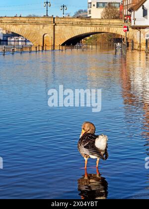 UK, North Yorkshire, York, Greylag Goose in Flood Waters entlang des River Ouse bei King's Staith. Stockfoto