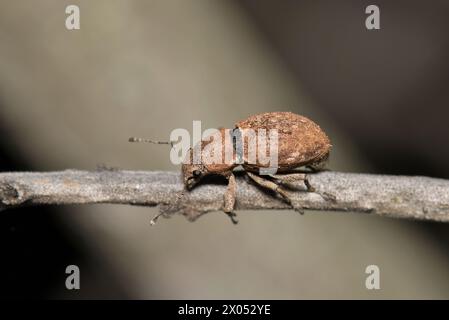 Vollrosenkäfer (Naupactus cervinus) Insekten auf Pflanzenstiel, Breitnasen-Käfer-Naturschädlingsbekämpfung MACRO Houston, TX USA. Stockfoto