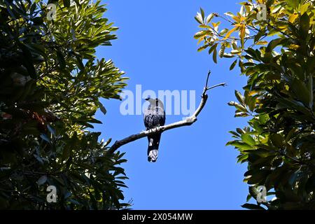 Großschnabelkrähe oder Dschungelkrähe (Hashibuto Karasu) auf einer Zweigstelle im Yoyogi-Park – Yoyogikamizonocho, Shibuya City, Tokio, Japan – 01. März 2024 Stockfoto