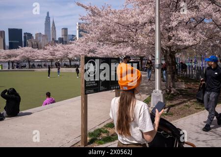 New York, New York, USA. April 2024. (NEU) Kirschblüten in New York City. 9. April 2024, New York, New York, USA: Am 9. April 2024 in Long Island City, Queens Borough von New York City, blühen Yoshino-Kirschbäume im Hunter's Point South Park. (Foto: M10s/TheNews2) (Foto: M10s/Thenews2/Zumapress) (Bild: © Ron Adar/TheNEWS2 Via ZUMA Press Wire) NUR ZUR REDAKTIONELLEN VERWENDUNG! Nicht für kommerzielle ZWECKE! Stockfoto