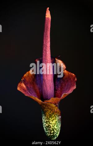 Voodoo Lily (Amorphophallus konjac) auf Schwarz Stockfoto