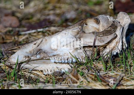 Ein alter, verblichener Tierschädel, der auf dem Boden liegt. Die untere Backe fehlt. Stockfoto